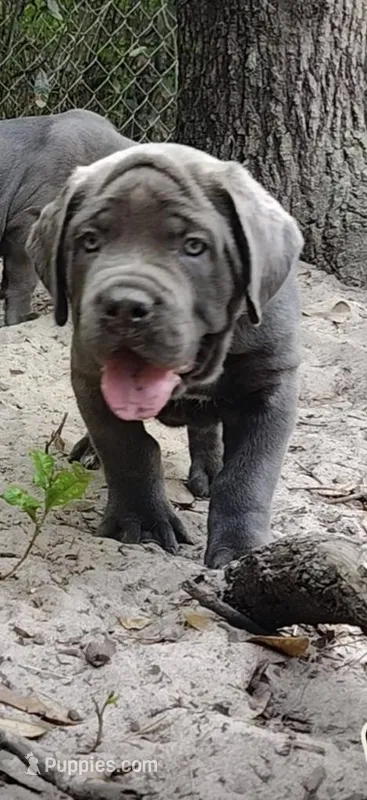 Teddy – Cane Corso puppy for sale in Interlachen, FL
