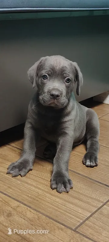 Froggy – Cane Corso puppy for sale in Interlachen, FL