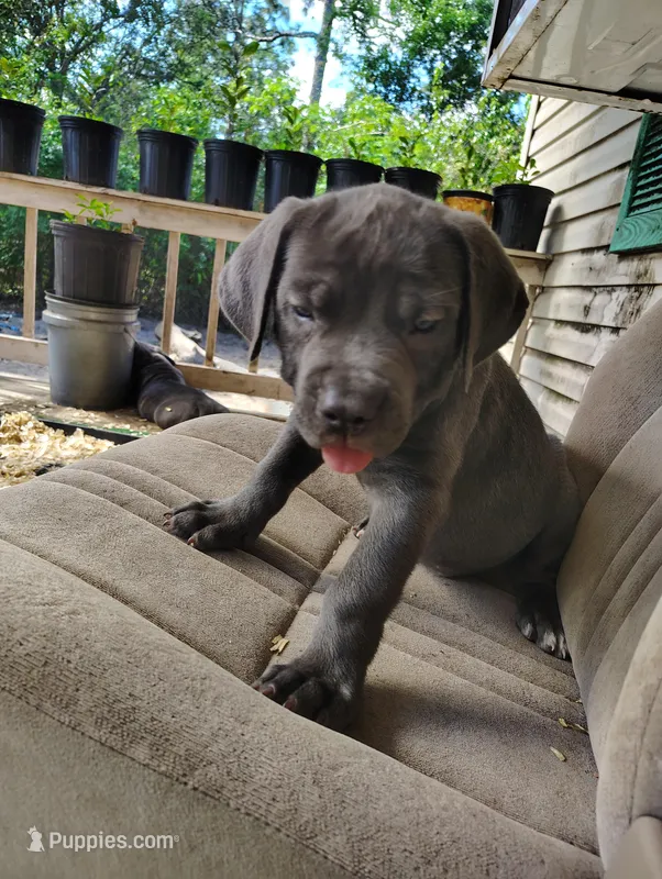 Froggy – Cane Corso puppy for sale in Interlachen, FL