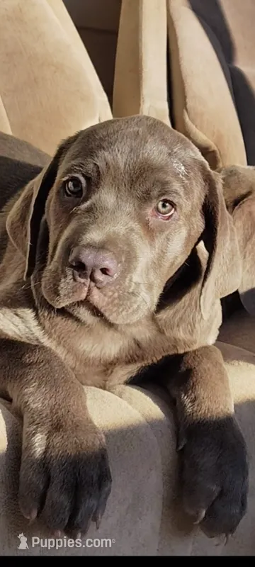 Baloo  – Cane Corso puppy for sale in Interlachen, FL