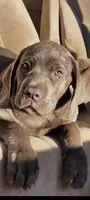 Baloo , a male Cane Corso for sale in Interlachen, FL – 1 of 1