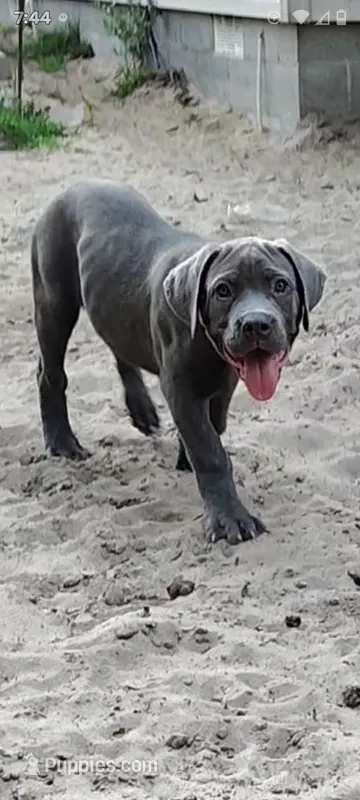 Clue , a male Cane Corso for sale in Interlachen, FL – 1 of 1