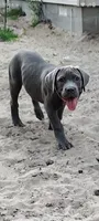 Clue , a male Cane Corso for sale in Interlachen, FL – 1 of 1