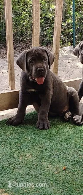 Big black  – Cane Corso puppy for sale in Interlachen, FL