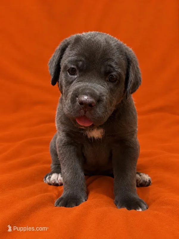 Gabriella – Cane Corso puppy for sale in Interlachen, FL