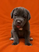 Gabriella, a female Cane Corso for sale in Interlachen, FL – 1 of 4