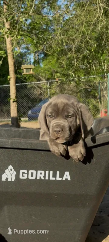 Blue ivy – Cane Corso puppy for sale in Interlachen, FL