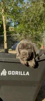 Blue ivy, a female Cane Corso for sale in Interlachen, FL – 1 of 2