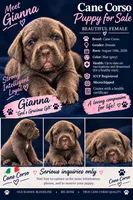 Gianna, a female Cane Corso for sale in Interlachen, FL – 1 of 1
