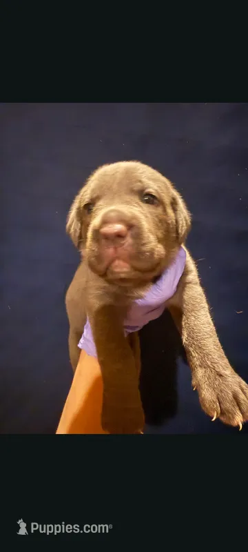 Boy 1 – Cane Corso puppy for sale in Interlachen, FL
