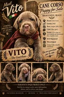 Vitto, a male Cane Corso for sale in Interlachen, FL – 1 of 1