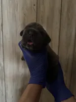1 week old , a male Cane Corso for sale in Interlachen, FL – 2 of 2