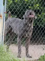 Lucca , a male Cane Corso for sale in Interlachen, FL – 2 of 4