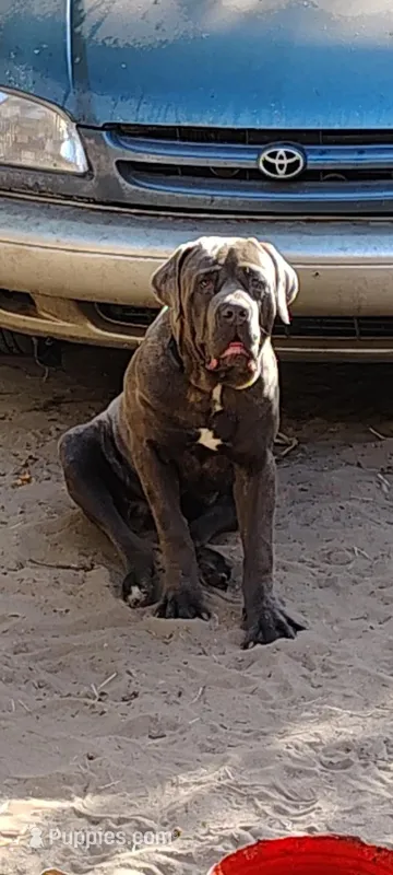 Belushi, a male Cane Corso for sale in Interlachen, FL – Photo 1 of 1