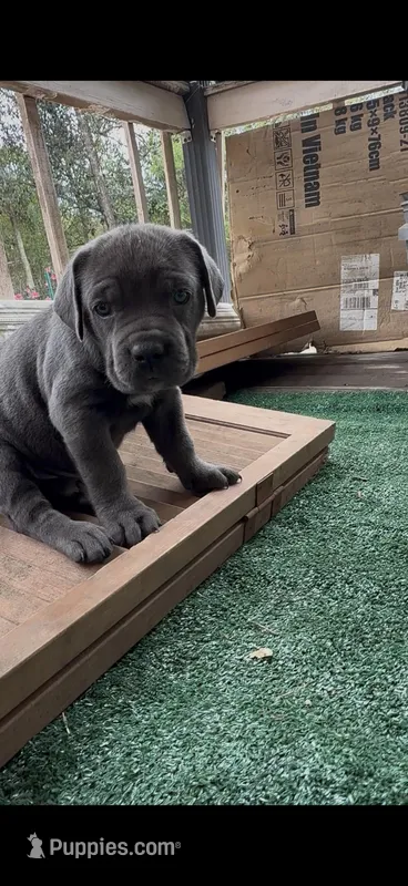 Blueann  – Cane Corso puppy for sale in Interlachen, FL