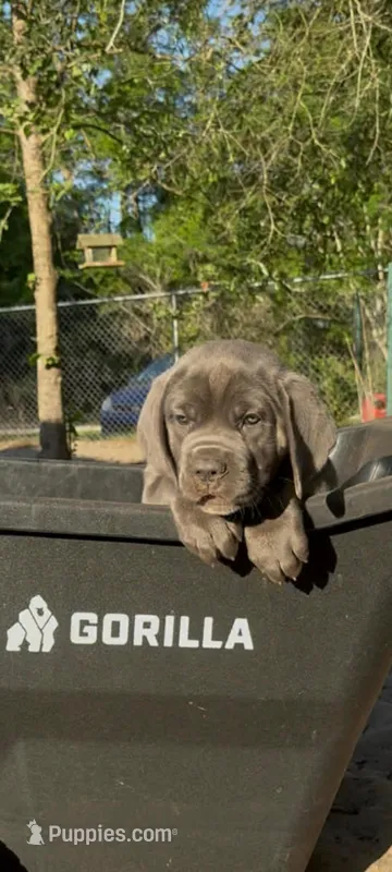 Blue bee  – Cane Corso puppy for sale in Interlachen, FL