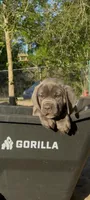 Blue bee , a female Cane Corso for sale in Interlachen, FL – Photo 1 of 2