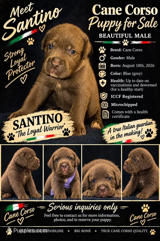 Santino – Cane Corso puppy for sale in Interlachen, FL
