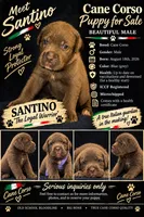 Santino, a male Cane Corso for sale in Interlachen, FL – 1 of 1