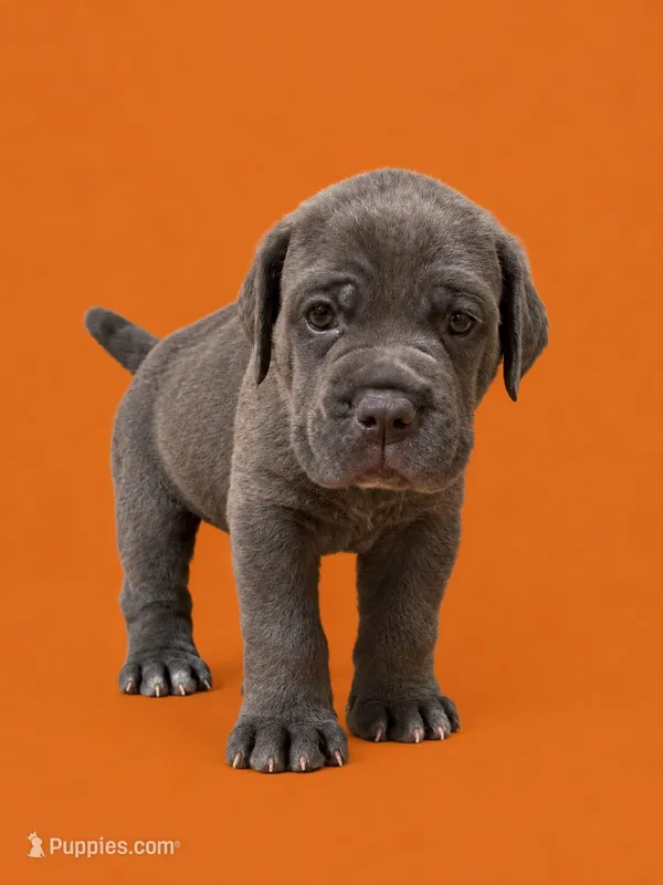 Vitto – Cane Corso puppy for sale in Interlachen, FL