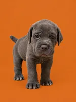 Vitto, a male Cane Corso for sale in Interlachen, FL – 1 of 3