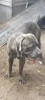 Gabriella, a female Cane Corso for sale in Interlachen, FL – 4 of 4