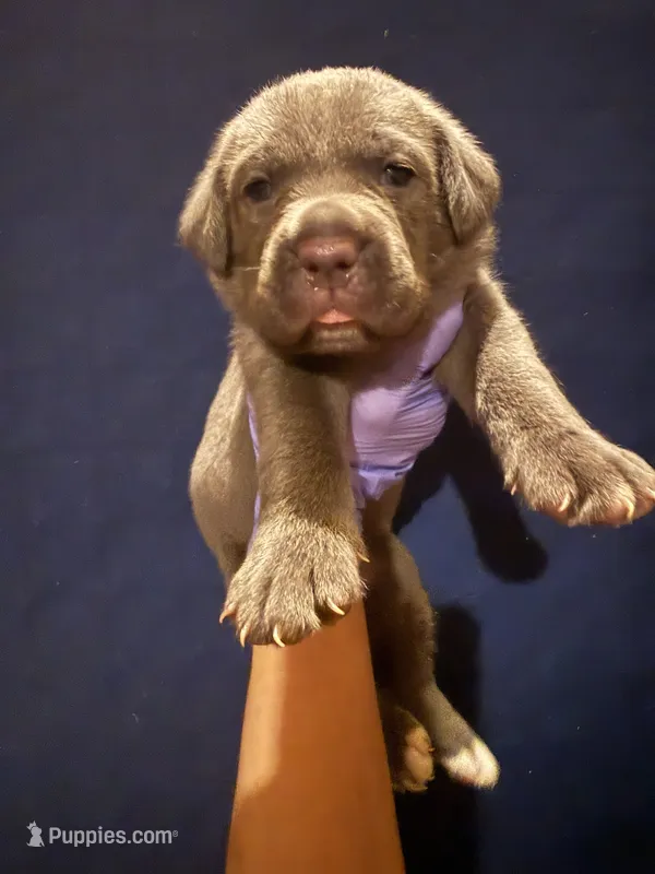 Girl 1 – Cane Corso puppy for sale in Interlachen, FL