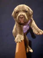 Girl 1, a female Cane Corso for sale in Interlachen, FL – 1 of 1