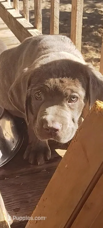 Blue Barry  – Cane Corso puppy for sale in Interlachen, FL