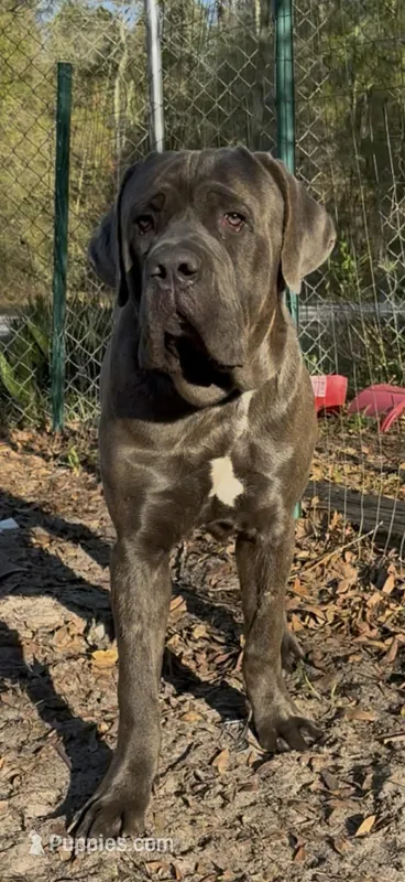 Belushi  – Cane Corso puppy for sale in Interlachen, FL