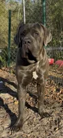 Belushi , a male Cane Corso for sale in Interlachen, FL – 1 of 2