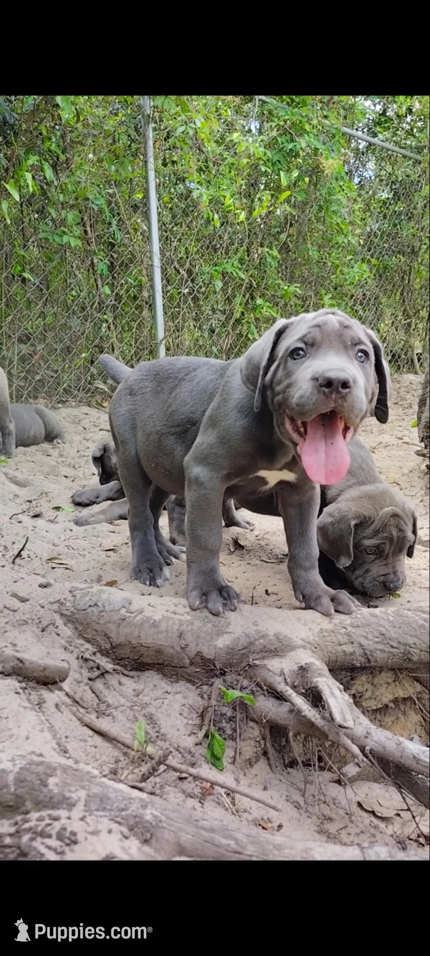 Lil Houdini  – Cane Corso puppy for sale in Interlachen, FL