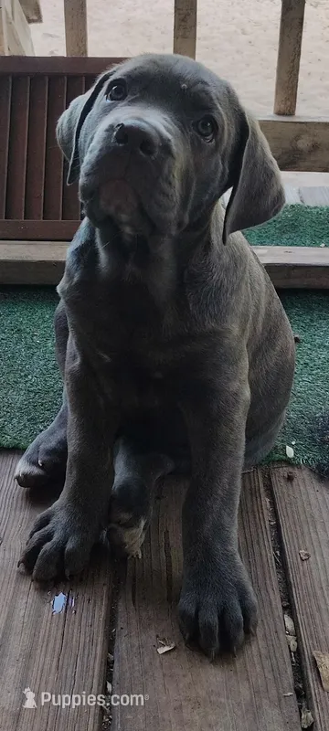 BrindleAnn – Cane Corso puppy for sale in Interlachen, FL