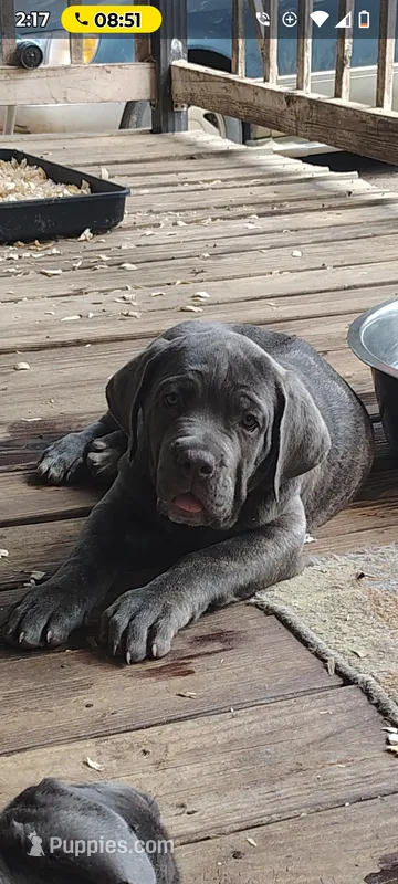 BrindleAnn – Cane Corso puppy for sale in Interlachen, FL