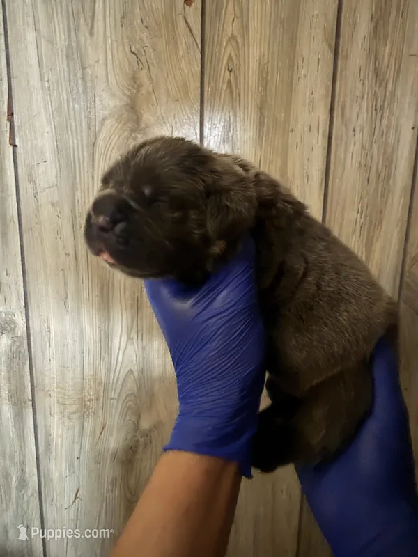 1 week old  – Cane Corso puppy for sale in Interlachen, FL