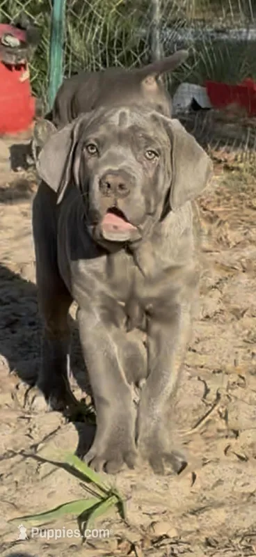 Brindle ann  – Cane Corso puppy for sale in Interlachen, FL