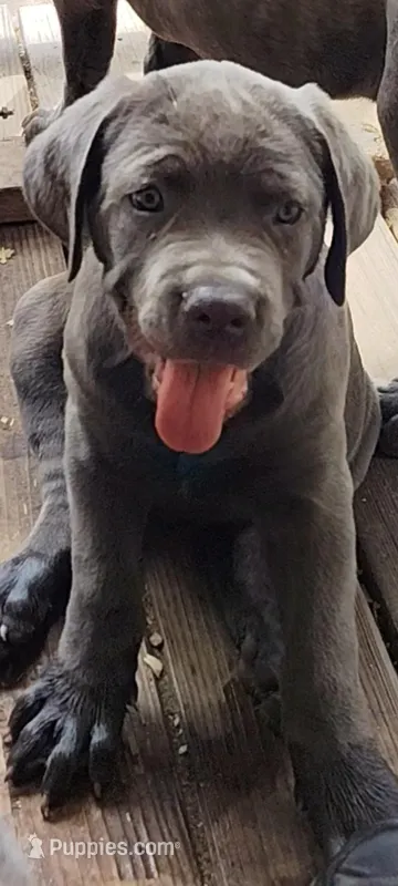 Veda bleu – Cane Corso puppy for sale in Interlachen, FL