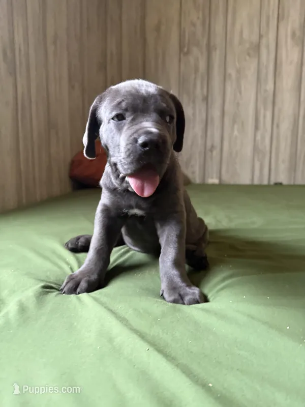 Bluebee  – Cane Corso puppy for sale in Interlachen, FL