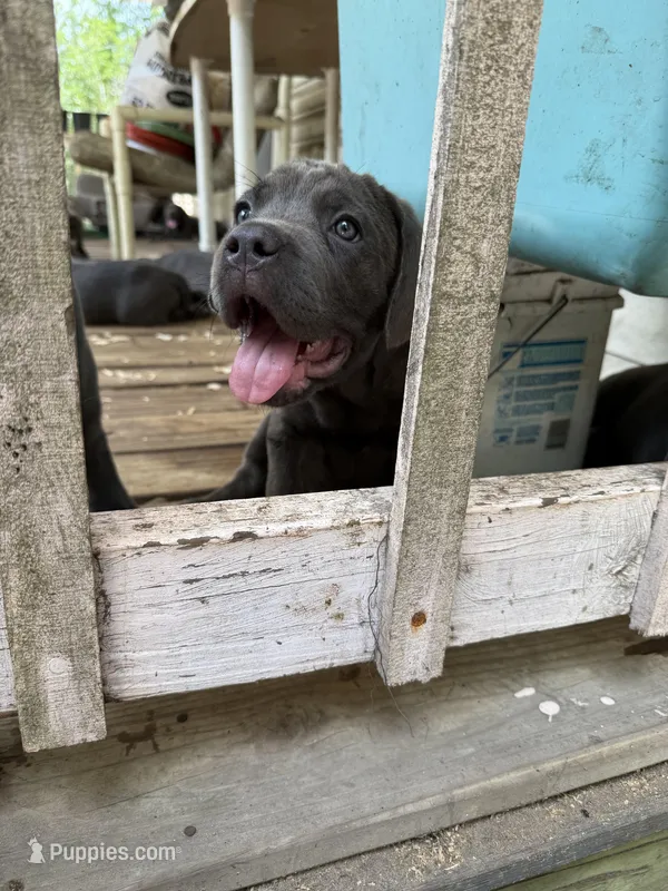 Bluebee  – Cane Corso puppy for sale in Interlachen, FL
