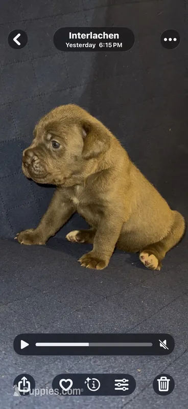 Boy 1 – Cane Corso puppy for sale in Interlachen, FL