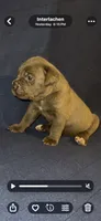 Boy 1, a male Cane Corso for sale in Interlachen, FL – 1 of 1