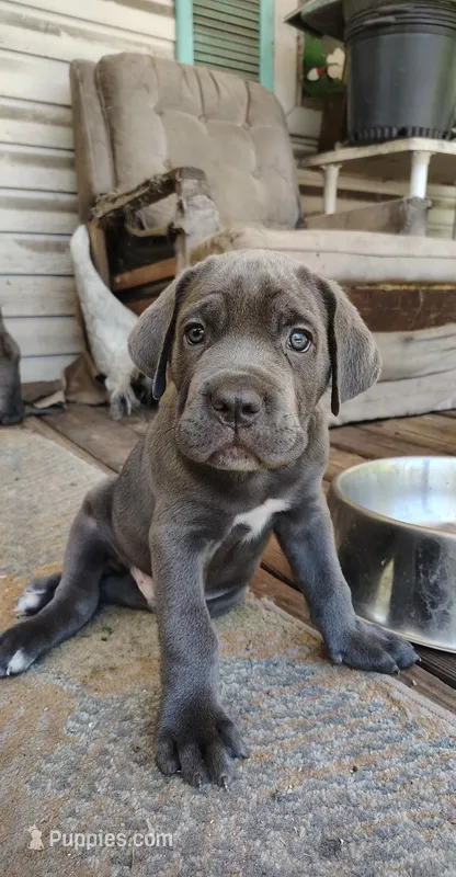 Houdini – Cane Corso puppy for sale in Interlachen, FL