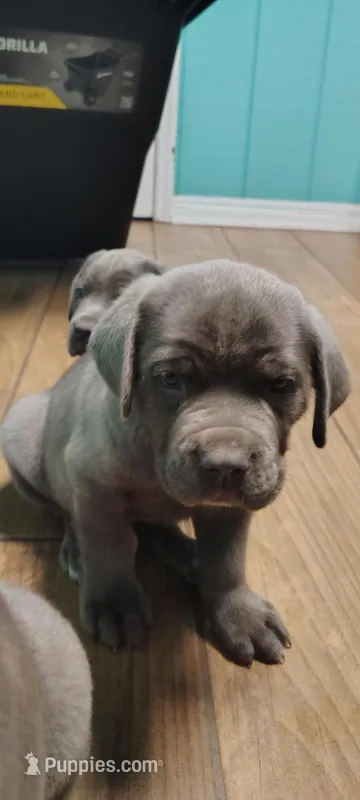 Blue lou – Cane Corso puppy for sale in Interlachen, FL