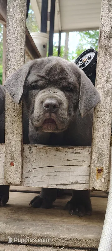 Blue lou – Cane Corso puppy for sale in Interlachen, FL