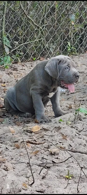 Big show – Cane Corso puppy for sale in Interlachen, FL