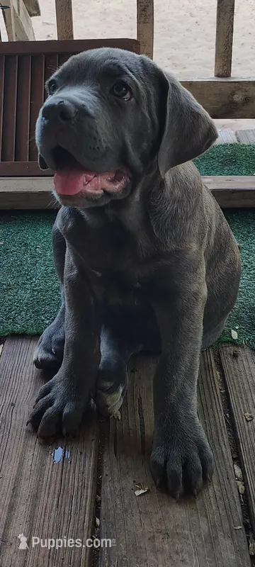  BlueBrindleAnn – Cane Corso puppy for sale in Interlachen, FL