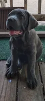  BlueBrindleAnn, a female Cane Corso for sale in Interlachen, FL – Photo 1 of 3