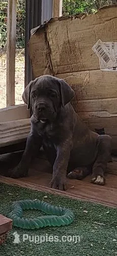 BrindleAnn – Cane Corso puppy for sale in Interlachen, FL