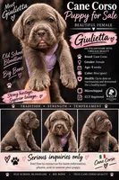 Giulietta, a female Cane Corso for sale in Interlachen, FL – 1 of 1