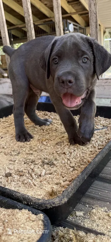 Big black  – Cane Corso puppy for sale in Interlachen, FL